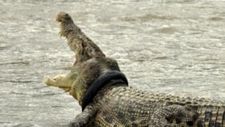 Crocodilos atacam no Cunene - 2:13