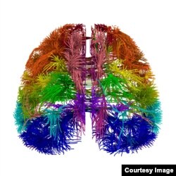A top-down view of the mouse brain highlighting connections originating in different parts of the cortex. (Allen Institute for Brain Science)