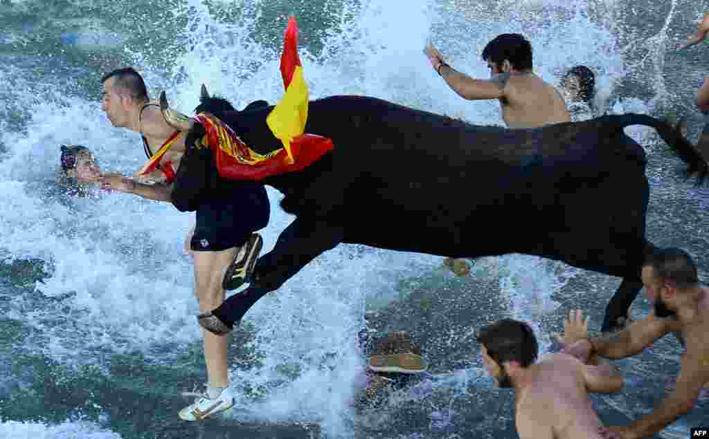 스페인 남동부 알리칸테 인근 부두에서 지난 9일 진행된 &#39;바닷속의 황소&#39; 행사 참가자들이 소와 함께 물속으로 뛰어들고 있다.