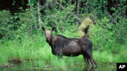 En esta foto no fechada, se ve a un alce pasando por un estanque en el Bosque Nacional Superior en Minnesota.