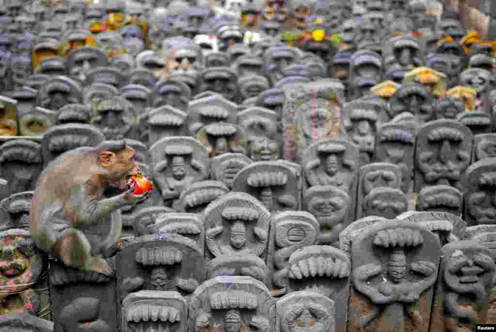A bonnet macaque sits on consecrated idols of snakes as it eats a pomegranate fruit left behind as an offering by devotees during the Nag Panchami festival inside a temple on the outskirts of Bengaluru, India.