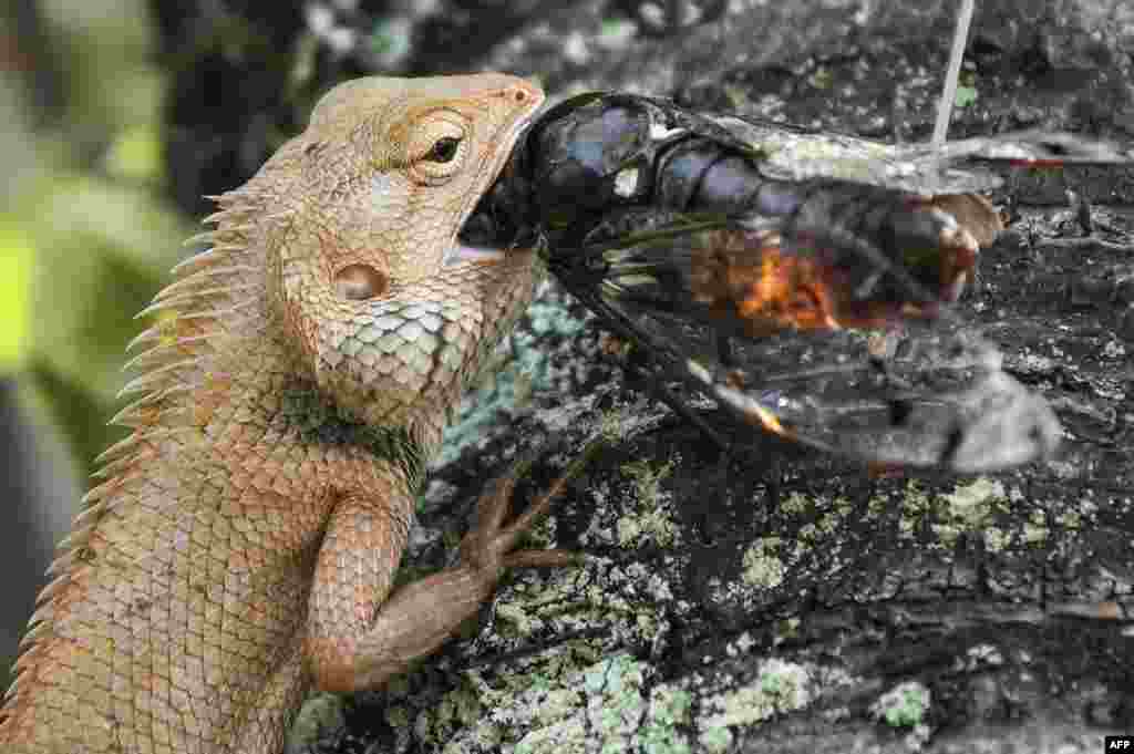 A lizard (L) eats a bug in Putrajaya, outside Kuala Lumpur, Malaysia.