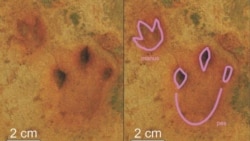 An undated image of Afrodelatorrichnus ellenbergeri, a set of hand-feet impressions of a quadrupedal dinosaur, are seen preserved in a sandstone layer in South Africa alongside an interpretive outline of the tracks, in a combination of photos released Jan