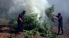 FILE- Masked police officers burn cannabis plants in Kurvelesh commune, 200 kilometers south of the Albanian capital, Tirana, Aug. 25, 2015.