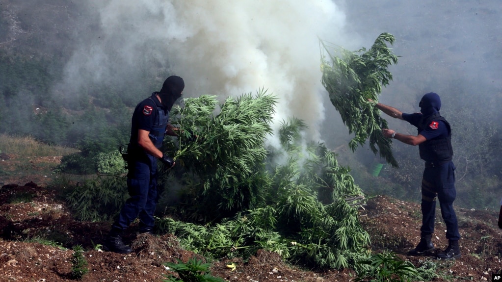 FILE- Masked police officers burn cannabis plants in Kurvelesh commune, 200 kilometers south of the Albanian capital, Tirana, Aug. 25, 2015.