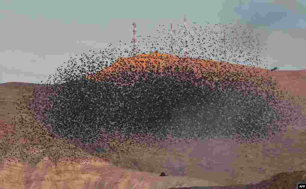 A murmuration of starlings is seen near the Israeli settlement of Masua in the Jordan Valley in the occupied West Bank.