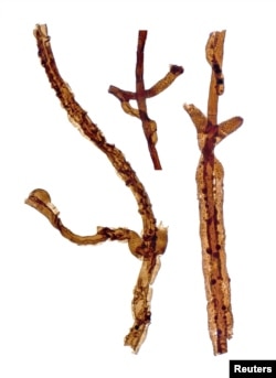 Three filaments of Tortotubus from Gotland, Sweden, showing the growth of secondary branches along the main filament, is shown in this image released March 2, 2016.