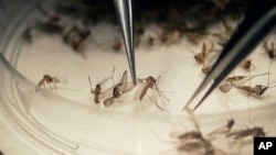 Muỗi mang virus Zika được đem vào nghiên cứu tại một phòng thí nghiệm ở Dallas, Texas, Mỹ ngày 11/2/2016. Giới hữu trách Việt Nam nói hiện Hà Nội chưa có ca bệnh Zika nào.