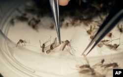 FILE - A Dallas County microbiologist sorts mosquitoes collected in a trap in Hutchins, Texas, that had been set up near the location of a confirmed Zika virus infection, Feb. 11, 2016.