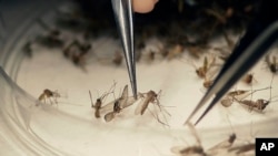 Sortiranje komaraca u laboratoriji u okrugu Dalas, u Teksasu