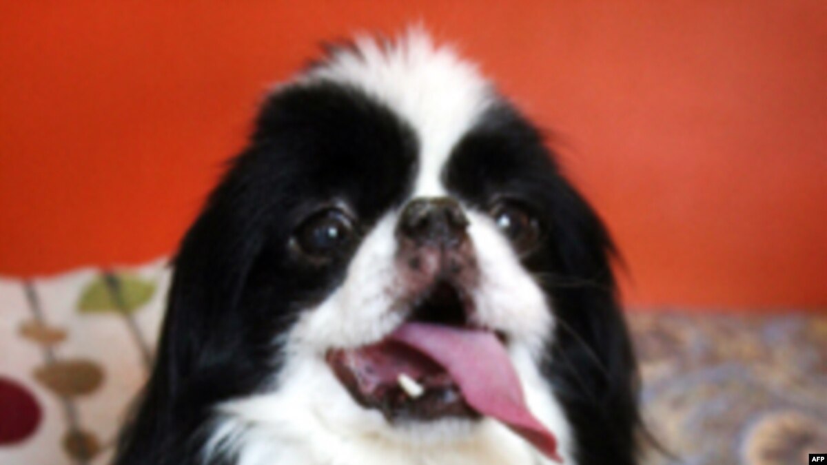 essays on puppie essays on puppie