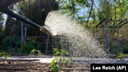 This undated photo shows water leaving a watering can in New Paltz, NY.