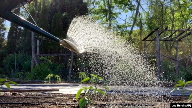 This undated photo shows water leaving a watering can in New Paltz, NY.