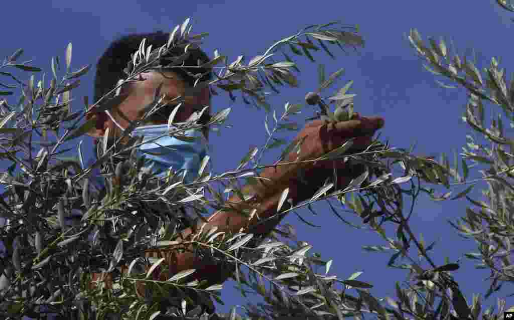 A Palestinian farmer harvests olives in Gaza City.