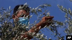 资料照片：一名巴勒斯坦农民戴着口罩在加沙市采摘橄榄。(2020年10月8日)