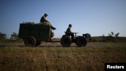 FILE - Farmer Wilber Sanchez (R), 30, drives a tractor near San Antonio de los Banos carrying corn to be sold to small shops on the highway in Artemjsa province, Cuba, April 13, 2016.