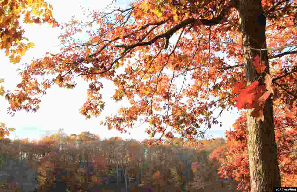 Shenandoah National Park 