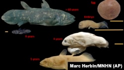 Gambar ini disediakan oleh Marc Herbin menunjukkan tahap perkembangan ikan coelacanth. "Fosil hidup", yang masih ada sejak zaman dinosaurus, dapat hidup selama 100 tahun, menurut sebuah penelitian yang dirilis dalam Current Biology edisi Kamis, 17 Juni 20