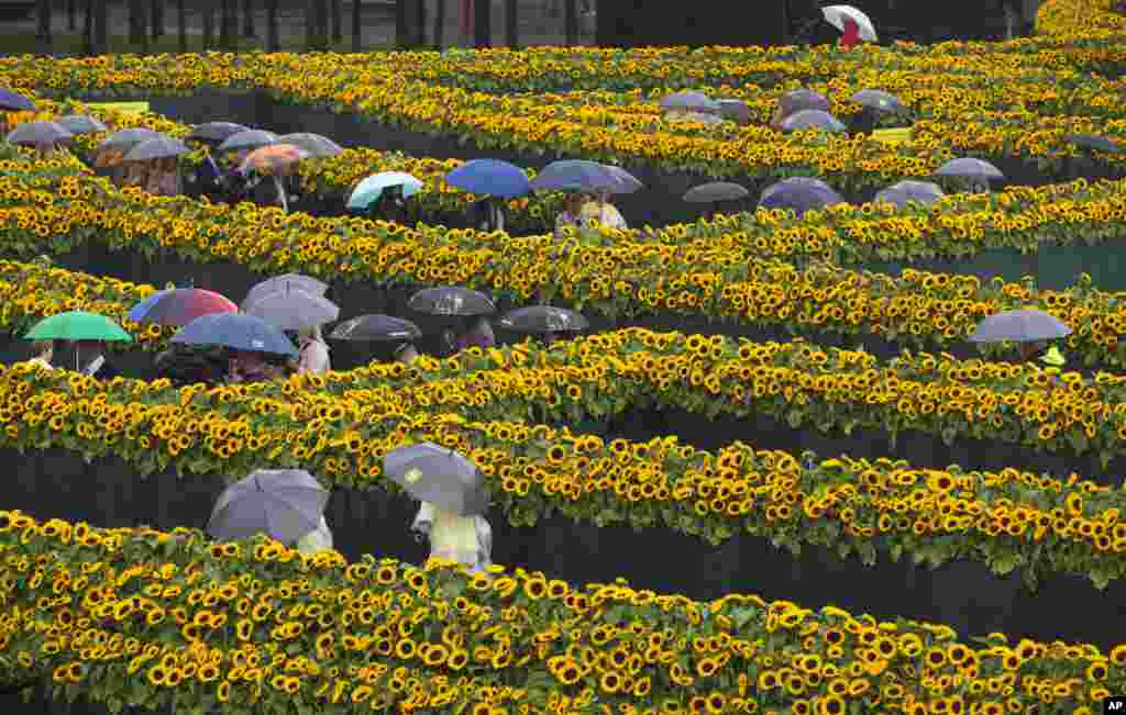 Guests take cover from the rain under umbrellas as they walk through a labyrinth of 125,000 sunflowers, to mark the opening of the new entrance to the Van Gogh museum and the 125th anniversary of the Dutch master&#39;s death in Amsterdam, Netherlands.
