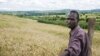 Boosting Africa's Wheat Production