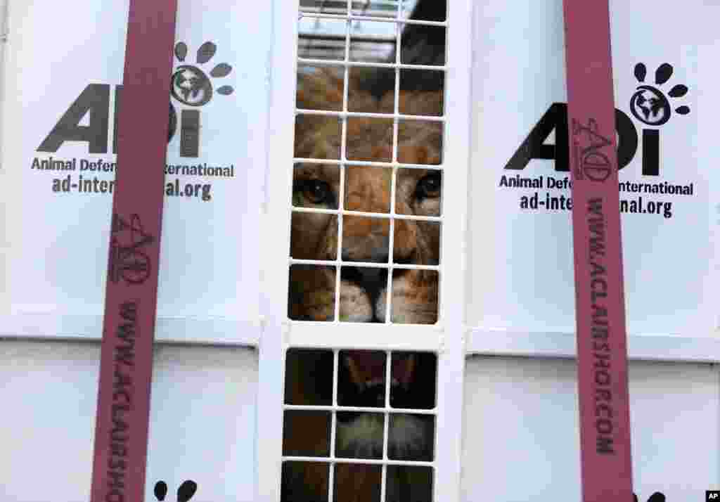 A former circus lion peers from inside a cage transporting it to South Africa, at the port of Callao, Peru. Thirty-three lions rescued from circuses in Peru and Colombia are heading back to their homeland to live in a private sanctuary. The operation is the largest ever airlift of lions, organized and paid for by Animal Defenders International (ADI).