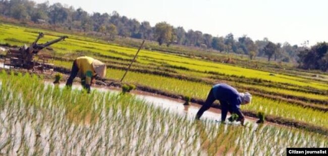 ກະສິກອນຊາວນາລາວ ກຳພາກັນປັກດຳນາປີ ຂອງພວກເຂົາເຈົ້າ
