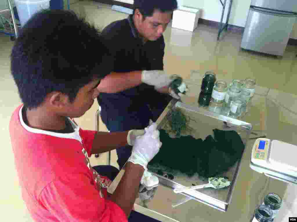 Freshly harvested spirulina is placed in jars to be sold to customers in in Bangkok, Sept. 24, 2013. (S.L. Herman/VOA)