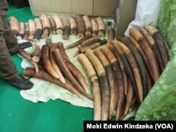 Large quantities of elephant tusks and scales from pangolins were seized in Douala, Cameroon.