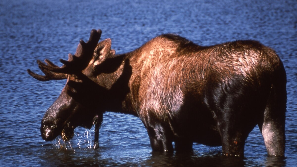 Moose Drool Detoxifies Fungus