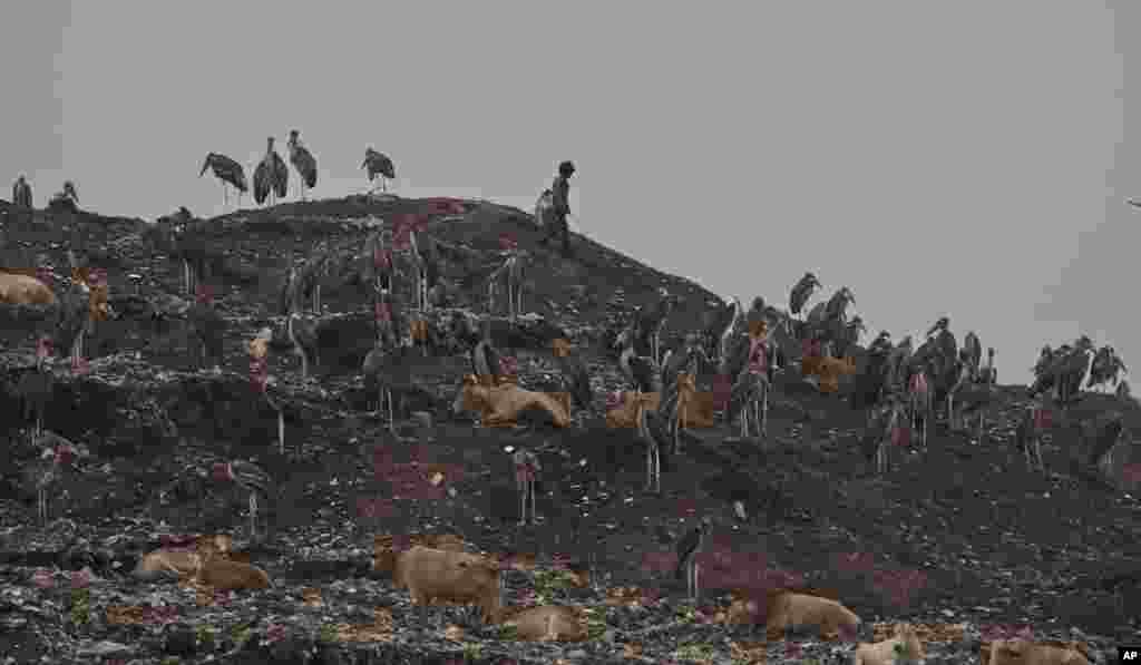 A ragpicker boy searches recyclable material at a garbage dumping site on the outskirts of Gauhati, Assam state, India, June 5, 2017.