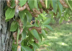 Cicada menanggalkan kepompongnya (foto: Made Yoni/VOA).