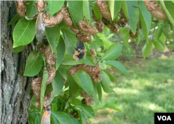 Cicada menanggalkan kepompongnya (foto: Made Yoni/VOA).