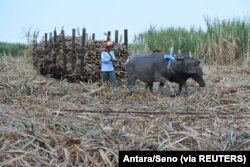 Seorang pekerja berjalan dengan gerobak tebu yang ditarik kerbau di Desa Paowan di Situbondo, Jawa Timur, 21 Juli 2017. (Foto: Antara/Seno via REUTERS)