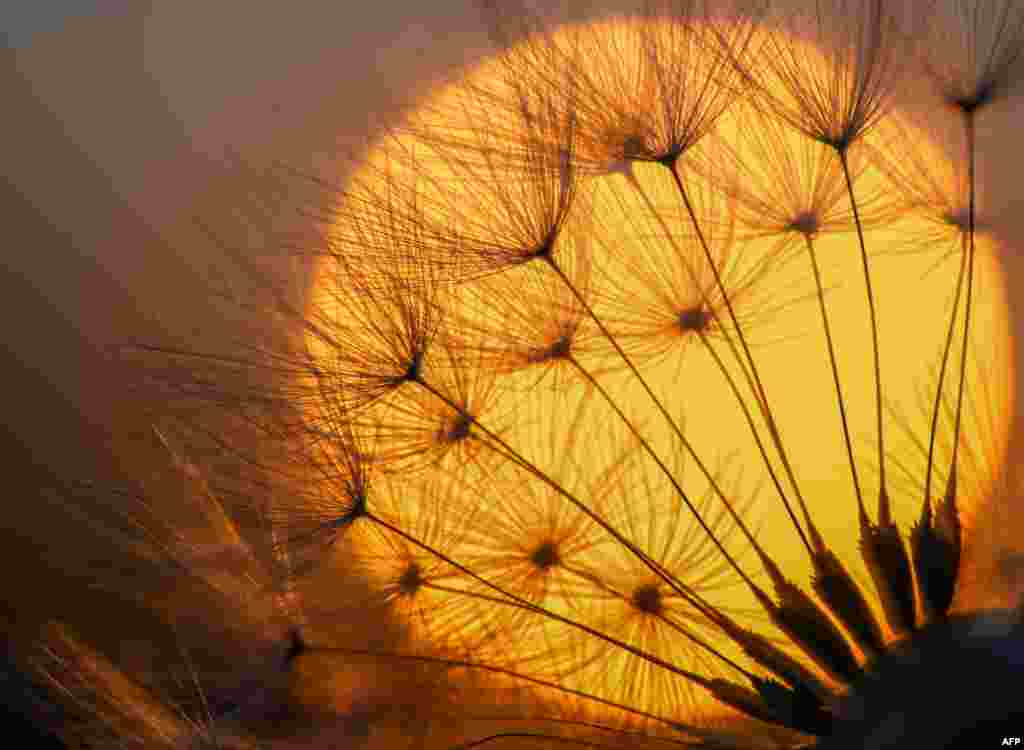 Siluet tanaman dandelion terlihat dengan latar belakang matahari yang akan terbenam di kota Sieversdorf, Jerman.