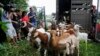 Goats Get a Capitol Hill Job