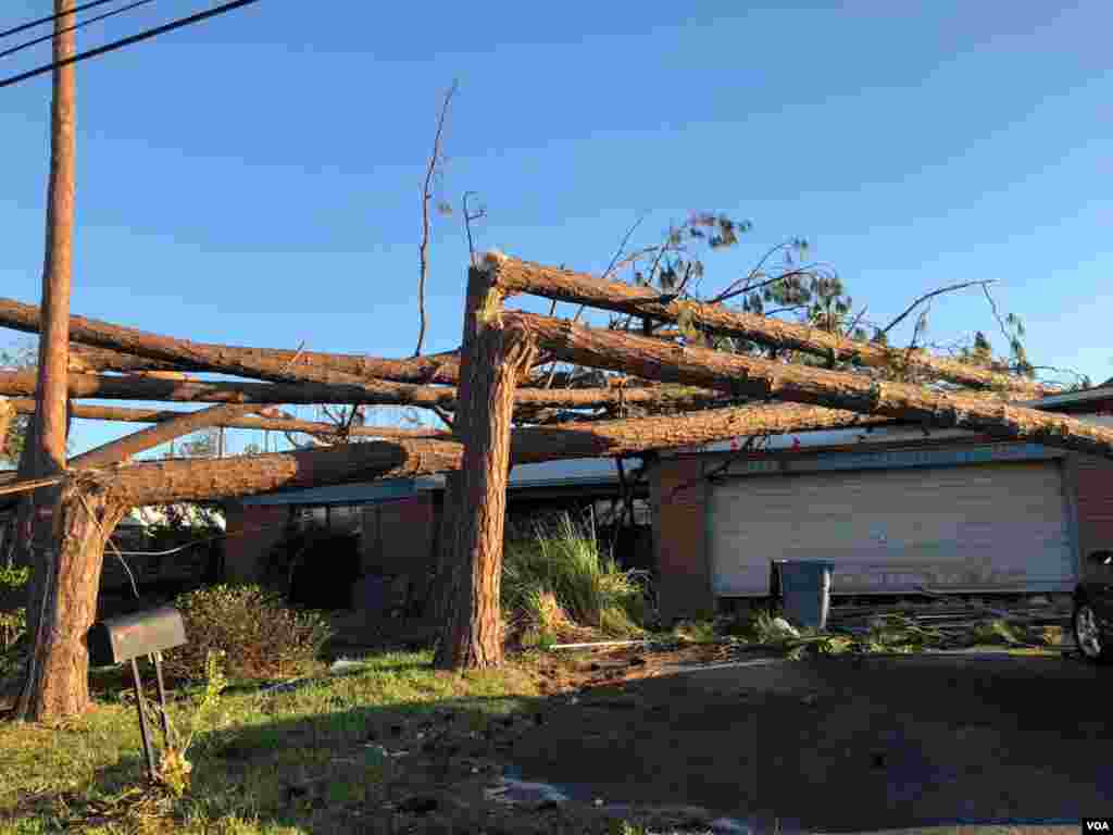 Más de media docena de árboles cayeron sobre esta vivienda en Mexico Beach, Florida, cuando el huracán Michael se abatió sobre el área, destruyendo todo a su paso y causando una marejada ciclónica.&nbsp;Sábado 13 de octubre de 2018. Foto, Jorge Agobián.