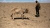 Vaches et poulets provoquent des tensions entre Kenya et Tanzanie