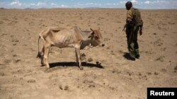 Un soldat kényan regarde une vache mourir de faim au Kenya, le 13 octobre 2013.