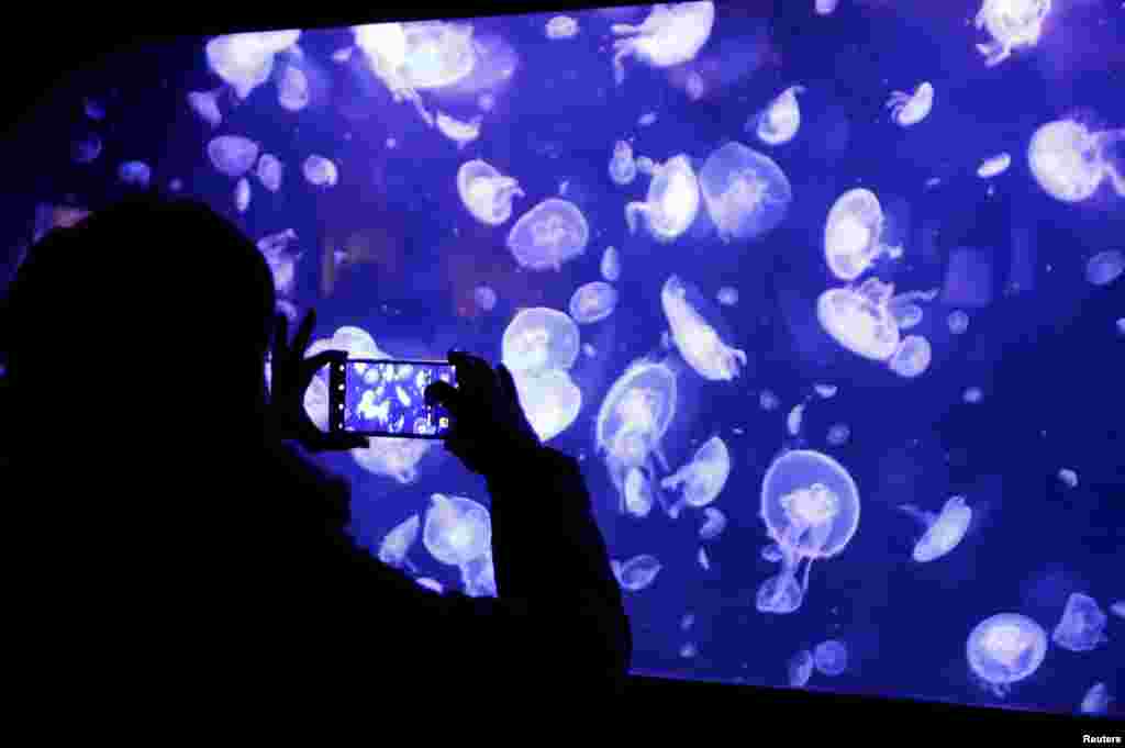 A visitor takes pictures of jellyfish in a new exhibit featuring to 45&nbsp; sensitive species at the Paris Aquarium, France.