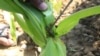 Fall Armyworms Hit Malawi, President Appeals for Help
