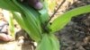 FILE - A farmer inspects a plant to reveal an armyworm feeding on his maize crop at a farm on the outskirts of Harare, Zimbabwe, Feb. 14, 2017.