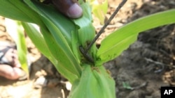 FILE - A farmer inspects a plant to reveal an armyworm feeding on his maize crop at a farm on the outskirts of Harare, Zimbabwe, Feb. 14, 2017.