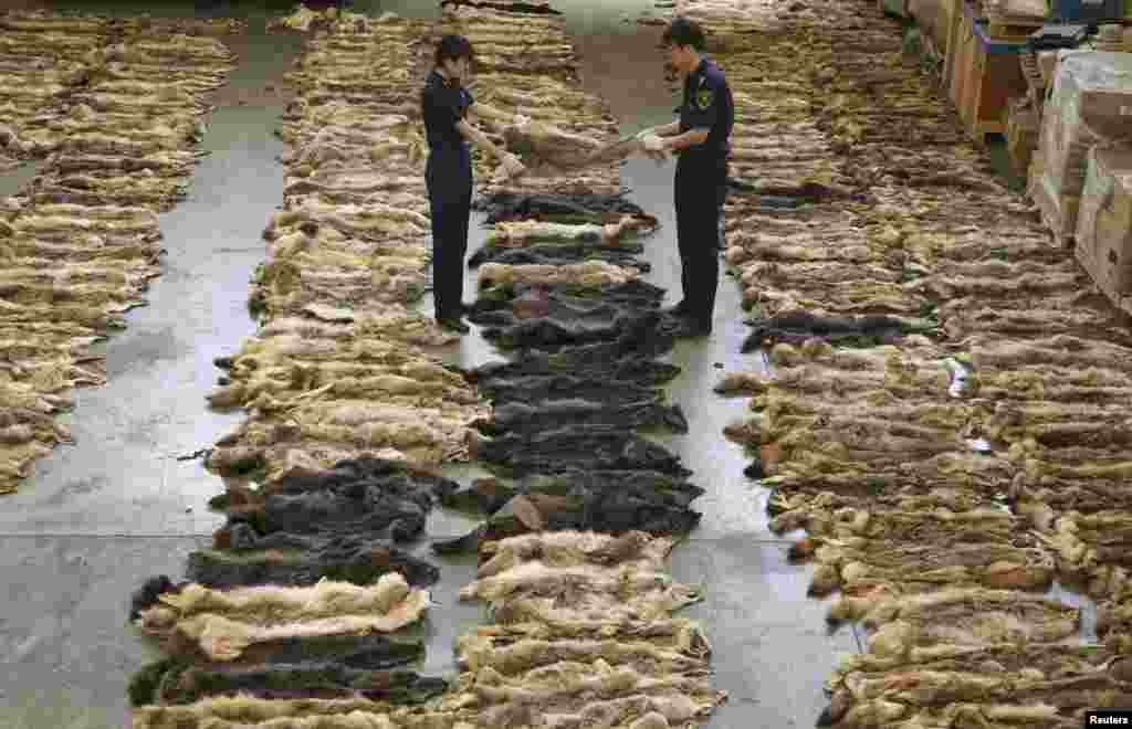 Customs officers check wolf skins at the Customs Inspection Center in Beijing Capital International Airport, Aug. 8, 2013. A trading firm in Beijing is suspected of smuggling a total of 645 pieces of wolf skins from Greece. 