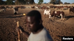 Cattle herder Adama Ouagalam tends to his animals where French troops are stationed fighting rebels, in Markala, Mali, January 2013.