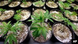 FILE - Marijuana plants stand under grow lamps at a production and processing facility in Arlington, Washington, Jan. 13, 2015.