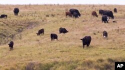 In this photo from Aug. 1, 2012, cattle belonging to Todd Eggerling of Martell, Neb., graze in thin pasture. (AP Photo/Nati Harnik)