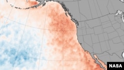 A NASA image of the warm 'blob' of water that appeared in the NE Pacific in 2013.