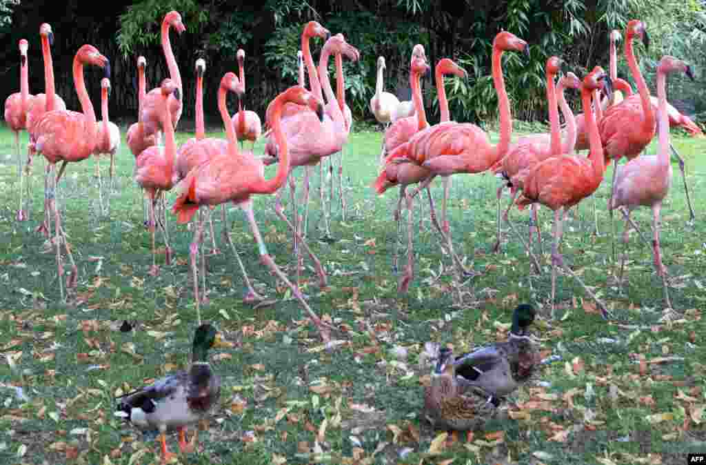 Tiga ekor itik berdiri di dekat burung-burung bangau pink (flamingo) di Jardin des Plantes, Paris, Perancis.