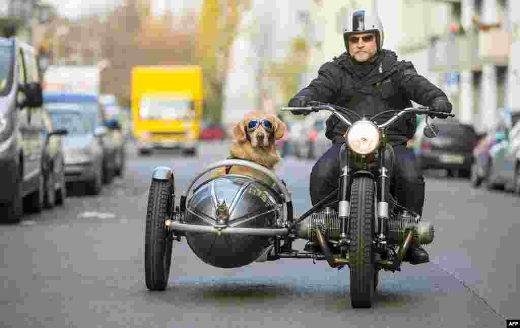 Golden retriever Marvin sits in the sidecar of his owner Martin Reichert&#39;s BMW R50 motorbike built in 1955 as they go to work in Berlin, Germany. 