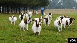 Menjadi petani kambing merupakan pilihan hidup pasangan suami isteri Christian dan Lisa Seger. Permintaan akan susu dan daging kambing meningkat di AS, seiring dengan meningkatnya jumlah imigran pemakan daging kambing.